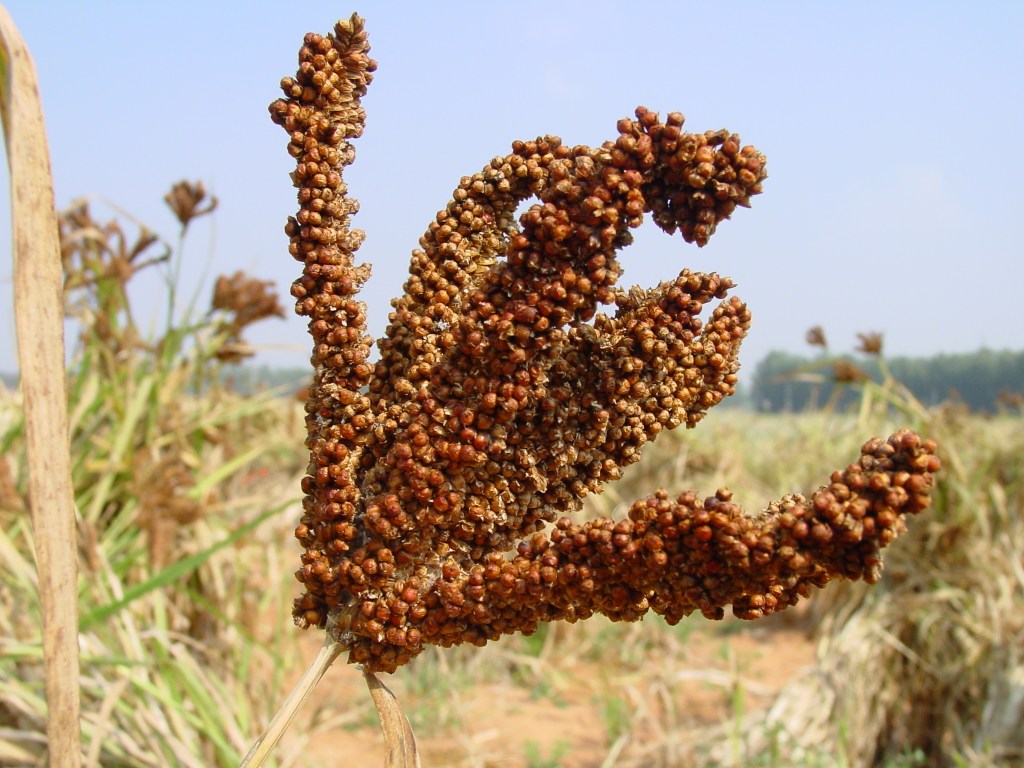 Finger Millet