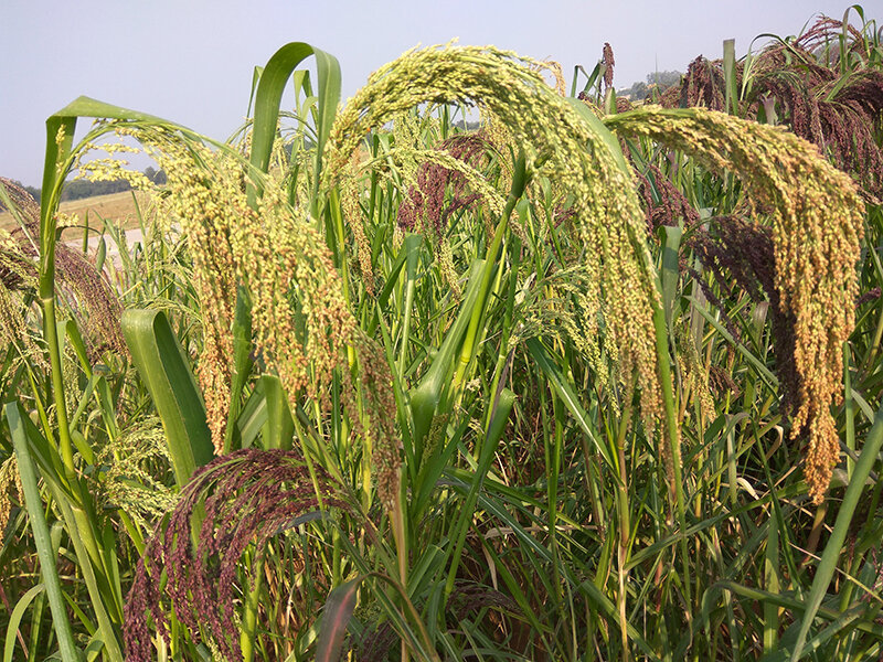 Little Millet